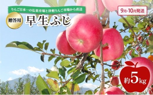 №5554-0278]【 9月・10月発送 】 贈答用 早生ふじ 約 5kg