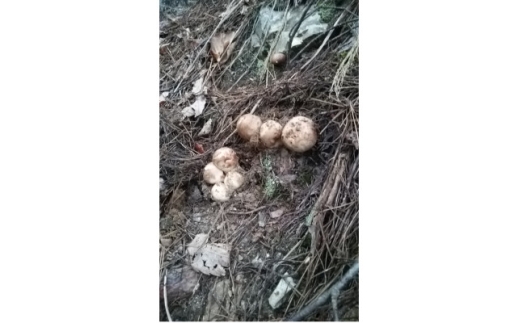 岩手県産松茸 中コロ400g 岩手県久慈市産松茸350g 11-1