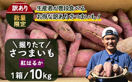 訳あり！】期間限定！数量限定！掘りたて さつまいも 紅はるか 10kg