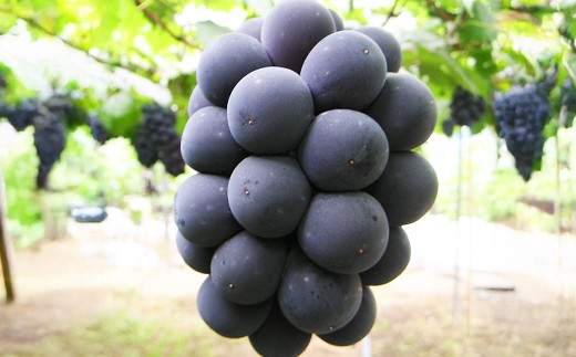 �y���R���q�~�s�z�y�I�n�͔|�z���R���Y�j���[�s�I�[�l2�[����i1�[480g�ȏ�j�y2026�N9����{�`10�����{ �����\��z�y���� �Ԃǂ� �j���[�s�I�[�l �ʕ� �t���[�c ���Y �l�C �������� ���R��