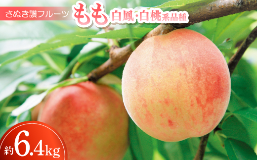 y쌧zʂ]t[cu(PEni)v6.4kg ߘa8N7y1609812z