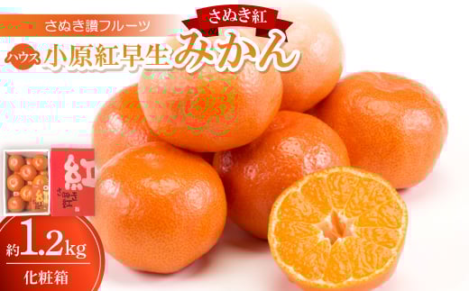 y쌧zʂ]t[cunEXg݂v1.2kg ߘa8N6{`8{y1609801z