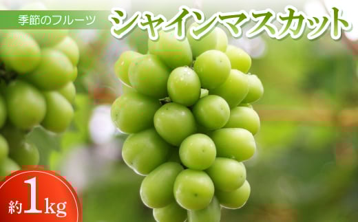 y쌧zG߂̃t[cuVC}XJbgv1kg(250g×4pbN)ߘa8N8`10y1609806z