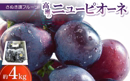 【香川県】さぬき讃フルーツ「高瀬のニューピオーネ」約4kg <令和8年7〜10月発送>【1609807】