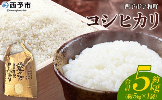 yQ\szVāߘa7NY \sFaY RVqJ 5kg  R    Pꌴ   ͂  RVqJ Ђ H Yi QY \sY F