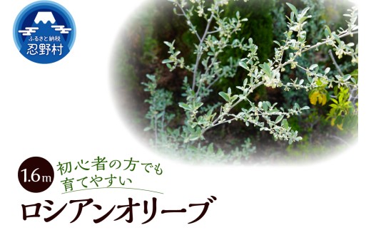 yRE쑺zA؁@VAI[u@1.6