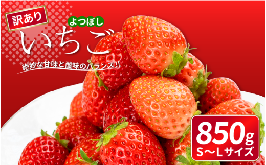 ygszs\ 󂠂  ڂ 850g ʕ t[c  Xgx[ P[L ACX V[xbg WF[g [[ W[X W X[W[ mَq aَq َq 