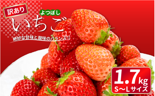 ygszs\ 󂠂  ڂ 1.7kg ʕ t[c  Xgx[ P[L ACX V[xbg WF[g [[ W[X W X[W[ mَq aَq َq 