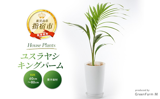 観葉植物 約1.7メートル 緑の葉キングパーム Amazon｜キングパーム 8号 約100cm 指宿産直 グリーン｜観葉植物