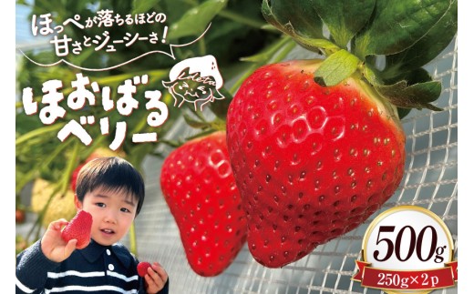 y茧szAJ437 y2025N12Jnz  ق΂x[  500g ( 250g 2pbN ) [  C`S 500g Â ܂  uh t[c ʕ oc_~ 茧 s ]