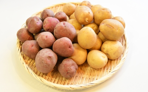 yꌧIszy2025N11{菇za炬_@@قց@Ⴊ@HႪҁ@5kg Is / Ё@_P [BIBM012]