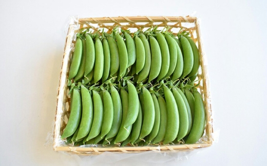 yꌧIszy2026N4{菇z{̖ ܂ ܂Ղ Is / Ё@_P [BIBM003]