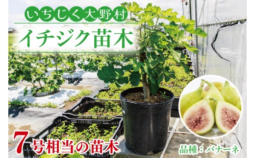 Jardin de figues イチジク いちじく 穂木 苗 イチジク苗木 2年物 【なえぎ 観葉 植物 いちじく 自宅 ポット