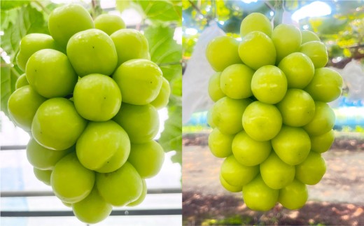 yRq~szRY VC}XJbg ƒp 10kg }XJbg Ԃǂ uhE  ʕ t[c R q~sy2026N9{`9{܂ŏ\z