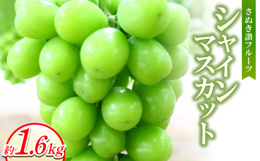 y쌧zʂ]t[cuVC}XJbgv1600g 8`9菇y1611396z