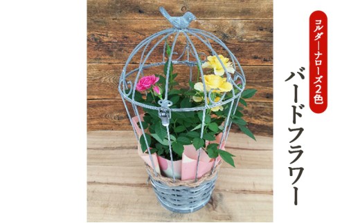 y򕌌sz~jo@R_[i[YEo[ht[ A  @2026N4{`5{ɏ\@ւ̔zs [5787-0705]