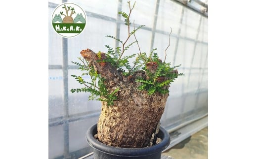 K*i様 F328 塊根植物 オペルクリカリア パキプス特選大株 3年生 K*i様 F328 塊根植物 オペルクリカリア パキプス特選大株 3年生