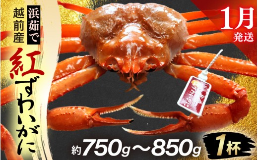 y䌧zOzl䥂ŁzOY g킢 × 1tiŖ750g`850gjy1zygYCKj Jj  Izyg킢Ɂz]ws [e80-x002_01]