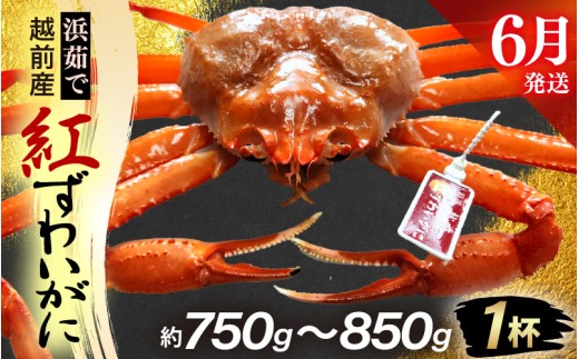 y䌧zOzl䥂ŁzOY g킢 × 1tiŖ750g`850gjy6zygYCKj Jj  Izyg킢Ɂz]ws [e80-x002_06]