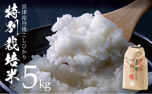 令和7年産】【産地直送】特別栽培米 宮津産丹後コシヒカリ「つやっ娘