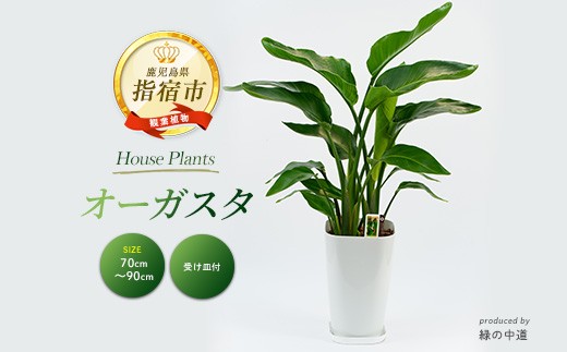 2026年3月中旬～発送【観葉植物】オーガスタ70cm～90cm(緑の中道/IB067