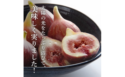 2026年発送＞静岡県掛川産 ミズノ農園の完熟いちじく＜桝井ドーフィン