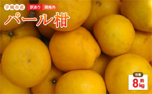 パール柑 8kg 規格外 サイズ不選別 果物 くだもの フルーツ 柑橘 文旦