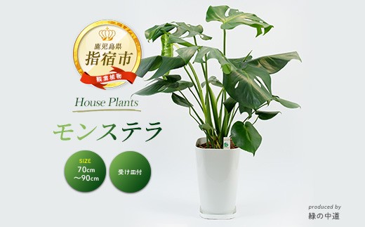 観葉植物】モンステラ70cm～90cm(緑の中道/IB067-001) 南国鹿児島県で