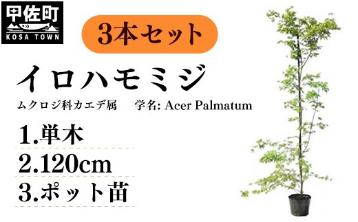 イロハモミジ（伊呂波紅葉）苗木 単木 樹高1.2m前後 3本セット ポット