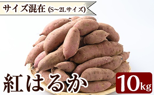 K-072 《数量限定》紅はるか10kg(生芋)【泉真一朗】霧島市 さつまいも