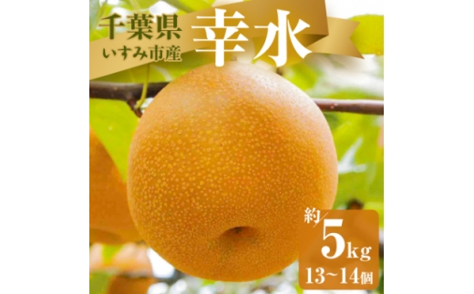 ytݎsz2026NstݎsYK@5kg(13`14)y1462339z