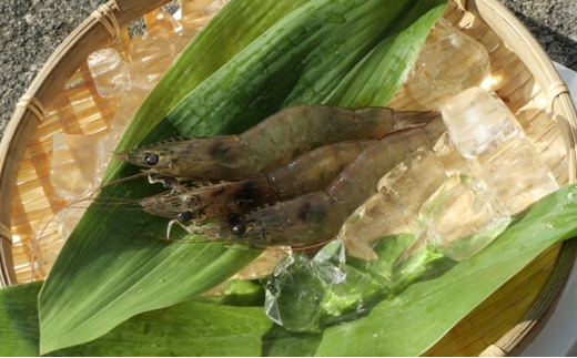 y򕌌rcz򕌌rcY ؊CV 250g×4pbN v1kg CV Gr  yzsFz[5644-1570]