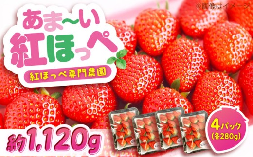 いちご【2026年1月上旬より順次発送】産地直送 いちご 【紅ほっぺ