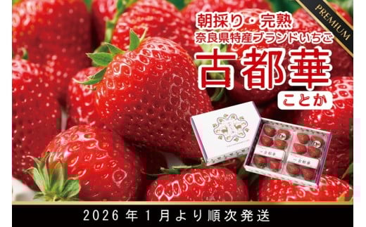 特大‼️新鮮朝採りいちご 特大 新鮮朝採りいちご 食品