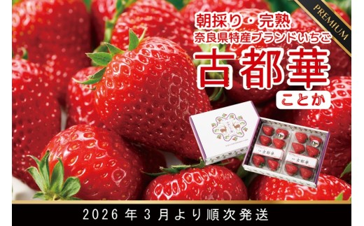 先行予約 数量限定 朝採り 古都華 完熟 3月より順次発送奈良県特産 朝