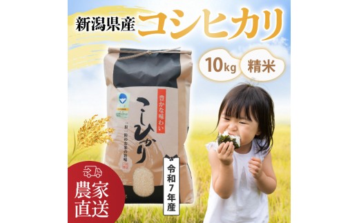精米済み コシヒカリ 10kg 新米先行予約!!】 令和7年産【無洗米】茨城県産 コシヒカリ 10kg