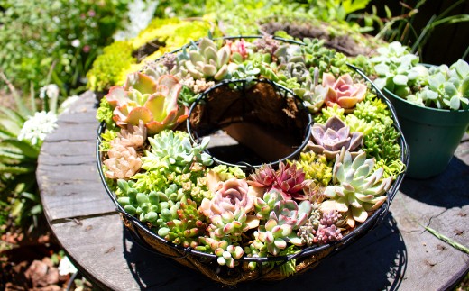 多肉植物のリース型寄せ植え【多肉植物 植物 グリーン おすすめ 約30種