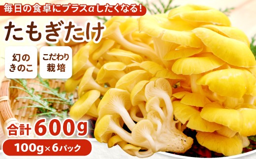 オーガニック菌床たもぎたけ6パック【タモギ茸 きのこ たもぎ茸 キノコ