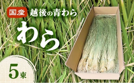 yVVszYz̐ 5  ߏ CeA nhCh Y V z