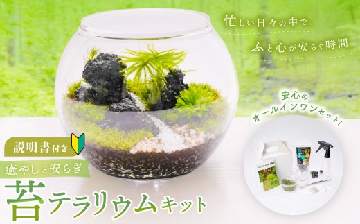 癒やしと安らぎ 苔テラリウムキット ガラスボール容器 コケ5種類 石 苔