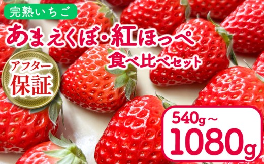 いちご 540g 1080g 紅ほっぺ あまえくぼ 食べ比べ セット ( 2026