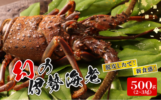 ytsz̈ɐCViEď_炩gj  500g i2`3j ɐGr CV Ⓚ y tw K{ z EɐCV   Y ɐ \㗢 Gr I hg Hp C