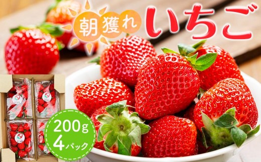 先行受付】あいのまち相生市産 朝獲れいちご 200g×4パック（2026年2月