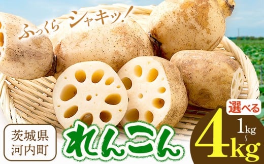 【茨城県河内町】蓮根1kg 2kg 4kg まちづくり河内株式会社かわち夢楽《30日以内に出荷予定(土日祝除く)》 茨城県 河内町 蓮根 れんこん レンコン 野菜