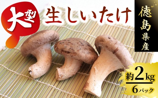 きのこ(しいたけ)２つ きのこ しいたけ 2kg 程度 6個 × 6パック 大型 超大型 キノコ 椎茸