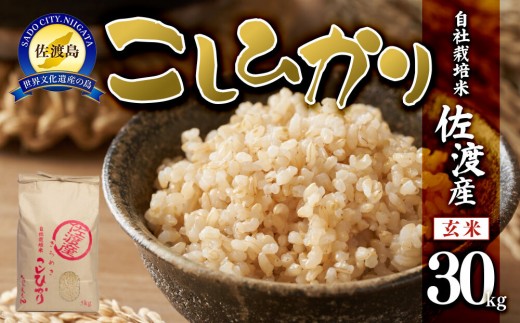 佐渡産コシヒカリ‼️令和6年新米 特別栽培米 玄米 30kg