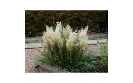 海外から来た矮性 パンパスグラス、タイニーパンパ - 三重県鈴鹿市