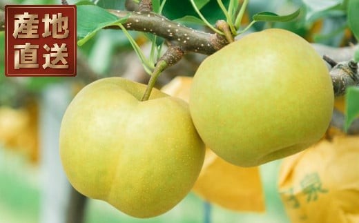 y挧zY@uVÐv3kgy Ȃ iV ʕ t[c Mtg s\ Â ʎ ʏ` fU[g  {z