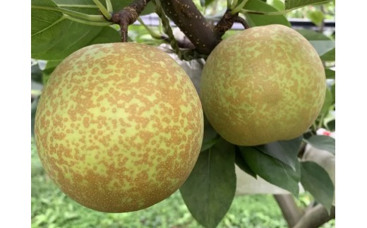 y挧zY@uÑv5kgy Ȃ iV ʕ t[c Mtg s\ Â ʎ ʏ` fU[g  { VÐDȕɂ߁z