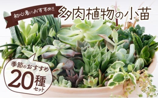 多肉植物の小苗20本セット（20種類アソート） - 高知県室戸市